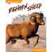 Bighorn Sheep