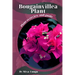 Bougainvillea Plant: Plant overview and guide
