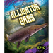 Alligator Gars