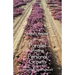 Parallel Paths to Personal Growth: The Search for Something Beyond