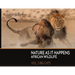 Nature As It Happens African Wildlife: Vol. 2: Big Cats