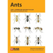 Ants