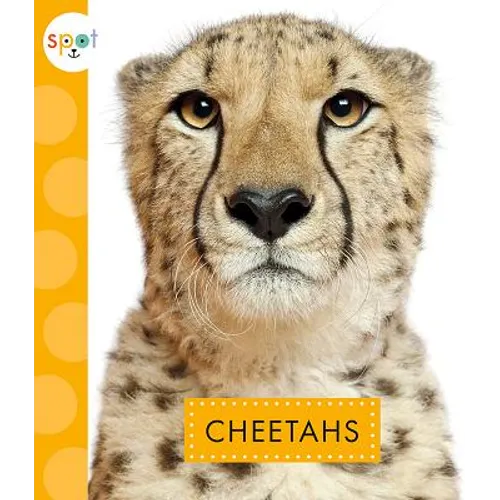 Cheetahs