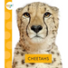 Cheetahs