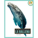 La Ballena