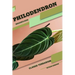 Philodendron: Closed terrarium, Beginner's Guide