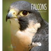 Falcons