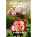 Growing roses: A novice Guide to Growing and propagating Beautiful Roses