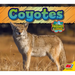Coyote