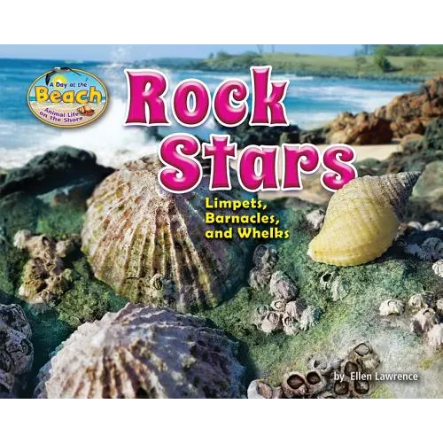 Rock Stars: Limpets, Barnacles, and Whelks