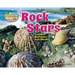 Rock Stars: Limpets, Barnacles, and Whelks
