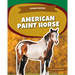 American Paint Horse