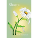 Shasta
