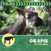 Okapis in the Wild