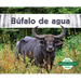 Bufalo de Agua (Water Buffalo)