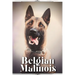 Belgian Malinois: Dog breed overview and guide