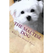 The Maltese Dog: What You Should Know