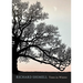 Trees in Winter: A Beautiful Book for Anyone Who Loves Printmaking and Nature