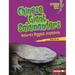 Chinese Giant Salamanders: Nature's Biggest Amphibian