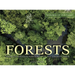 Forests: From the Amazon Rainforest to the Siberian Taiga