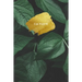Cultivate Journal