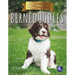 Bernedoodles