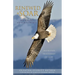 Renewed to Soar! Inspiration from Summit of Light, Volume 1