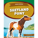 Shetland Pony