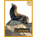 El León Marino