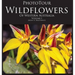 PhotoTour Wildflowers of Western Australia Vol1: A photographic journey through a natural kaleidoscope
