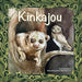 Kinkajou