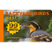 Backyard Birds West