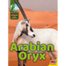 Arabian Oryx