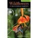 Wildflowers of the Blue Ridge Parkway