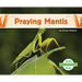 Praying Mantis