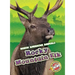 Rocky Mountain Elk