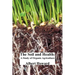 The Soil and Health: A Study of Organic Agriculture