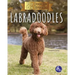 Labradoodles