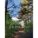 Seasons of the Pine Bush