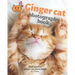 Ginger cat photography book: High quality ginger cat photo book