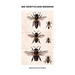 Bee Genetics and Breeding