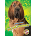 Bloodhounds