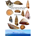 Land and Freshwater Snails of Tahiti and the other Society Islands