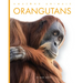Orangutans