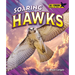 Soaring Hawks
