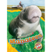 Manatees