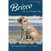 Brisco, Life As A Therapy Dog