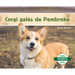 Corgi Galés de Pembroke (Pembroke Welsh Corgis)