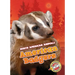 American Badgers