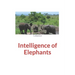 Intelligence of Elephants